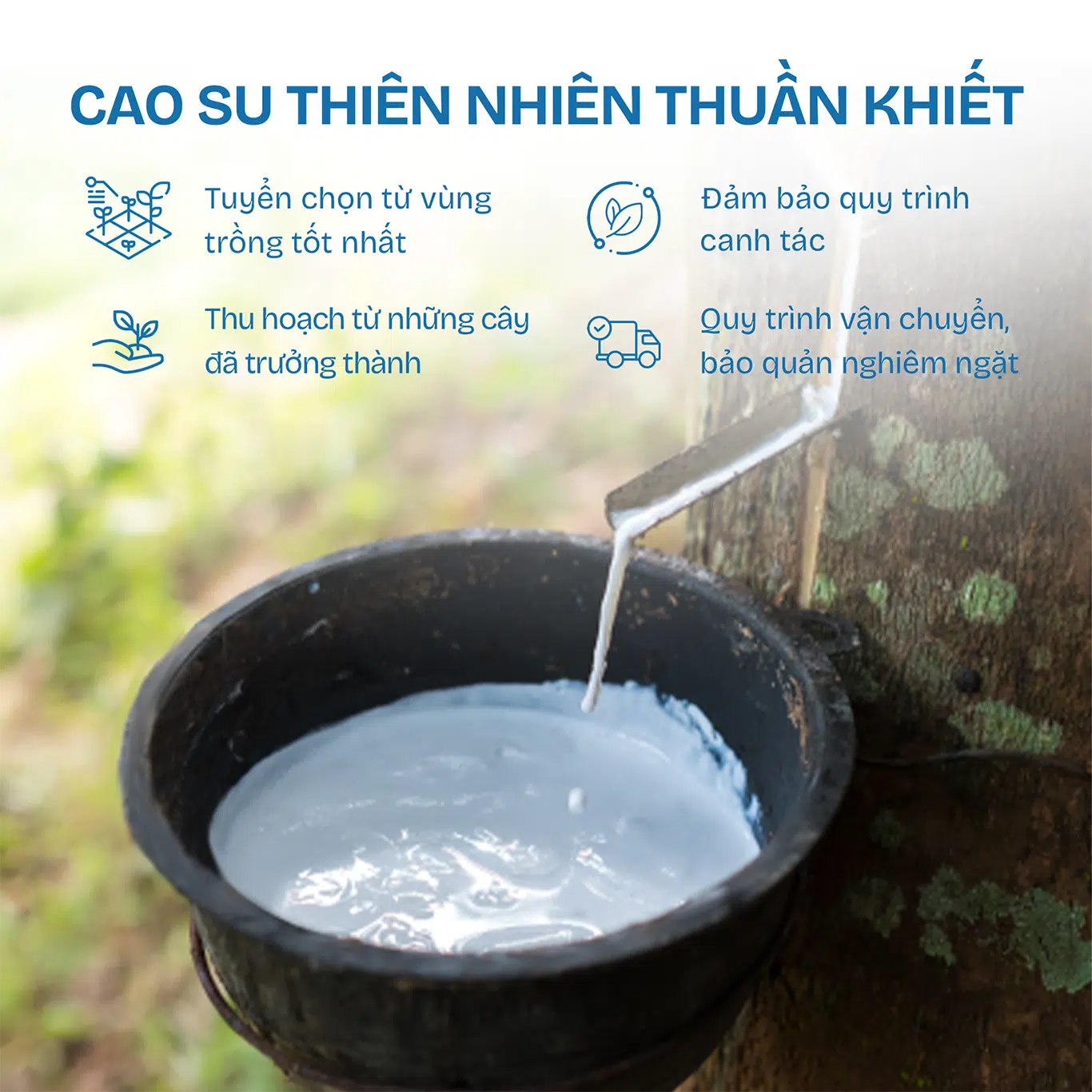 Nệm cao su Liên Á Classic